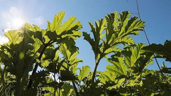 Агроном рассказала, в каких случаях борщевик может быть полезным