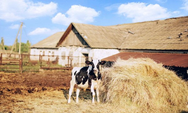Город как мифопоэтическое пространство Город как мифопоэтическое пространство
