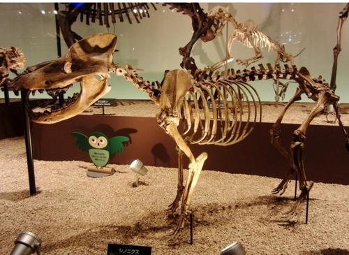 Доисторические тайны: что известно о мезонихиях Доисторические тайны: что известно о мезонихиях