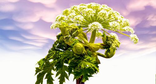 Научная севрюжина Научная севрюжина