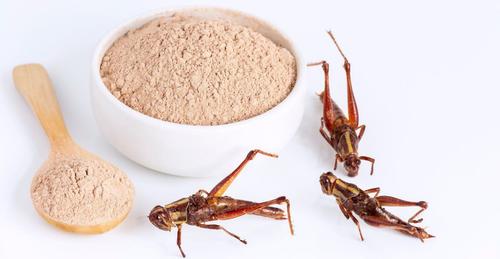 В России незаметно могут появиться хлеб, колбаса и даже пирожные из насекомых В России незаметно могут появиться хлеб, колбаса и даже пирожные из насекомых