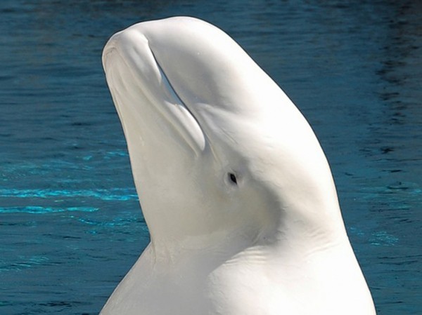 Скандинавские причуды: кита-белуху заподозрили в шпионаже в пользу России