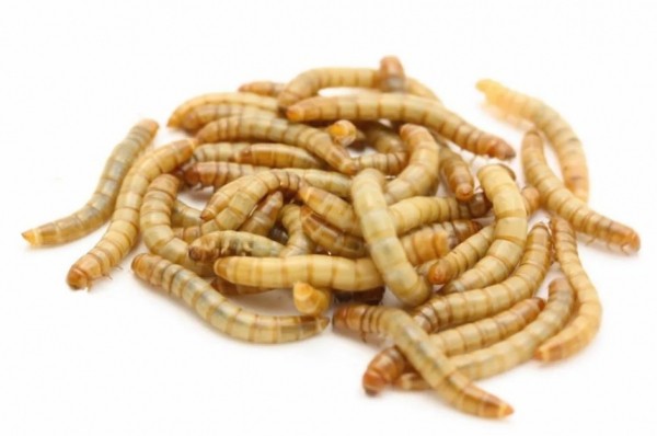 В России незаметно могут появиться хлеб, колбаса и даже пирожные из насекомых В России незаметно могут появиться хлеб, колбаса и даже пирожные из насекомых