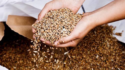 Еврокомиссия до 5 июня ограничила свободное обращение зерна с Украины в пяти европейских странах Еврокомиссия до 5 июня ограничила свободное обращение зерна с Украины в пяти европейских странах