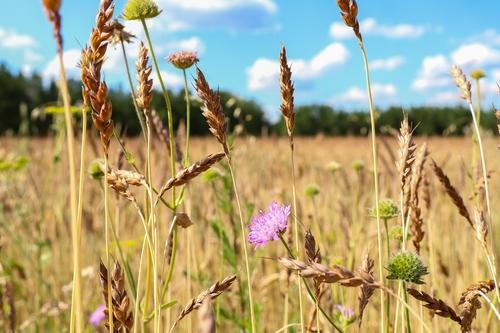РИА Новости: переговоры Анкары, Москвы и Киева по сделке по вывозу зерна с Украины могут состояться на этой неделе в Турции