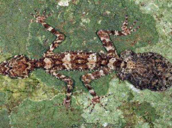 Ученые нашли "затерянный мир" в австралийской скале возрастом в миллиард лет