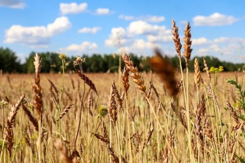 Китай стелет соломку под зерно Китай стелет соломку под зерно