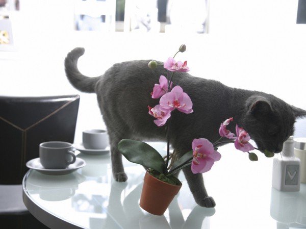 Умное устройство будет пугать и воспитывать домашних питомцев