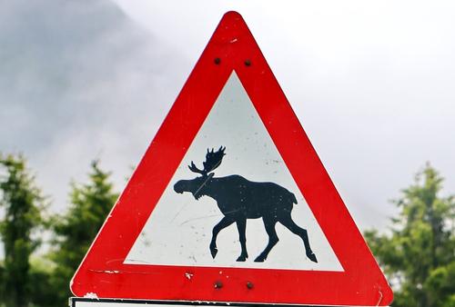 Автомобиль столкнулся с тремя лосями на МКАД Автомобиль столкнулся с тремя лосями на МКАД