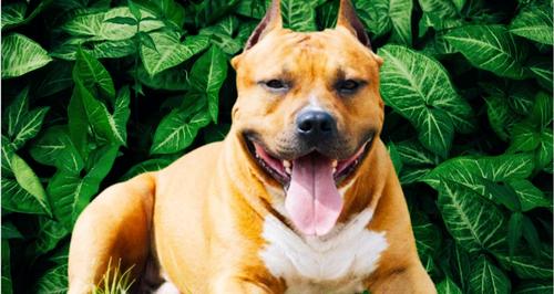 Три стаффа загрызли щенка и покусали девушку, пока их хозяин лежал на газоне