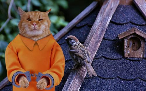 В России депутаты запретили свободное передвижение кошек