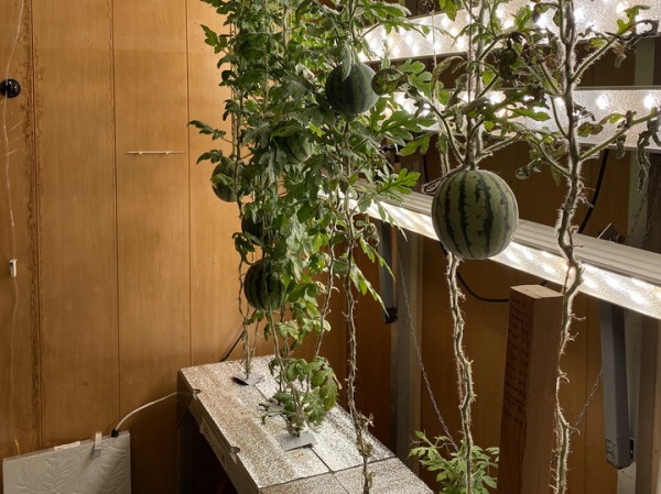 Александр Макаров объяснил, как на станции "Восток" в Антарктиде получилось вырастить арбузы