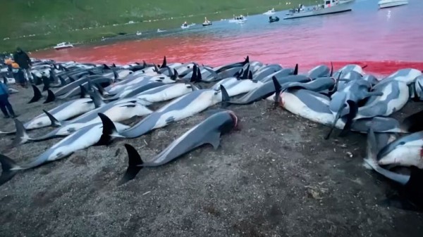 Люди, вы хуже животных