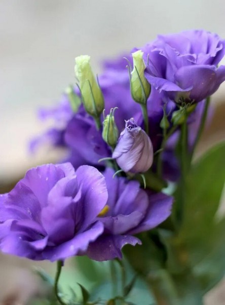 Щит Родины в красных клещах Щит Родины в красных клещах