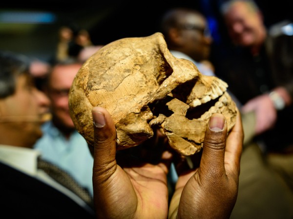 Между учеными разгорелся скандал из-за ума первобытных людей с маленьким мозгом