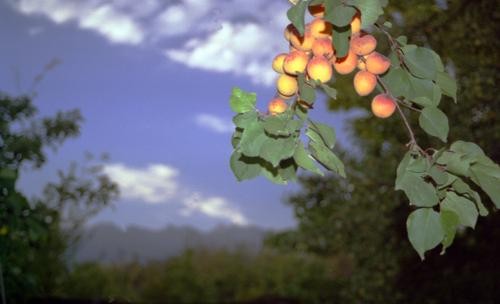 Кардиолог Асият Хачирова рассказала, что богатые калием и магнием абрикосы полезны для здоровья сердца