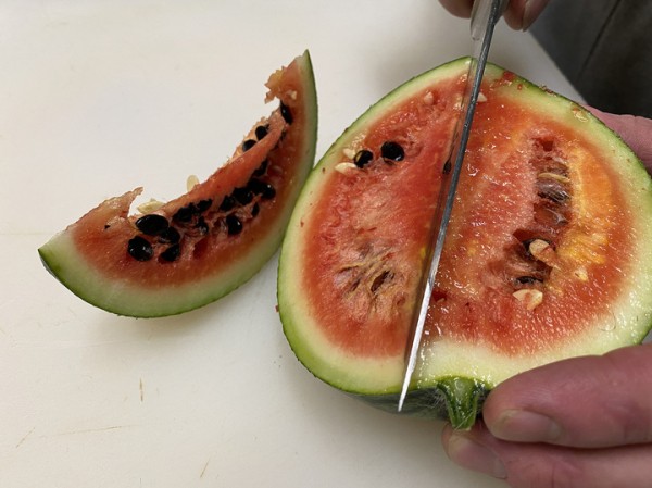 Александр Макаров объяснил, как на станции "Восток" в Антарктиде получилось вырастить арбузы