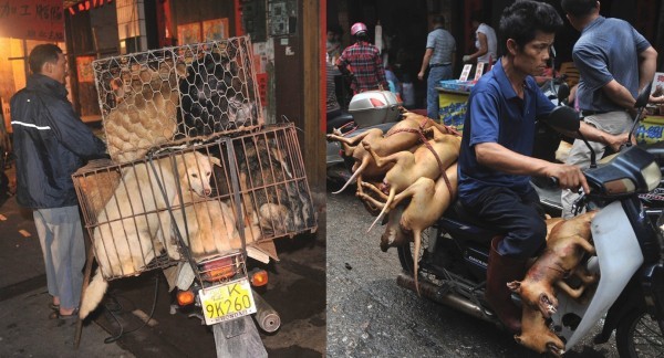 Люди, вы хуже животных