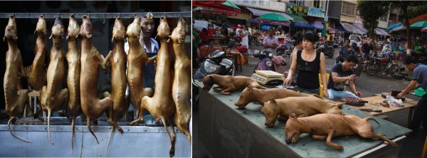 Люди, вы хуже животных