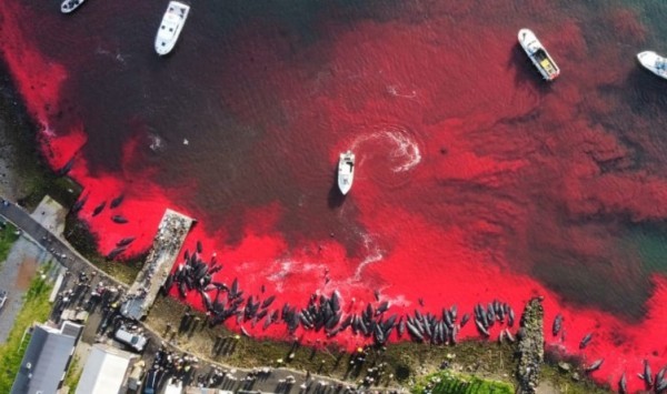 Люди, вы хуже животных