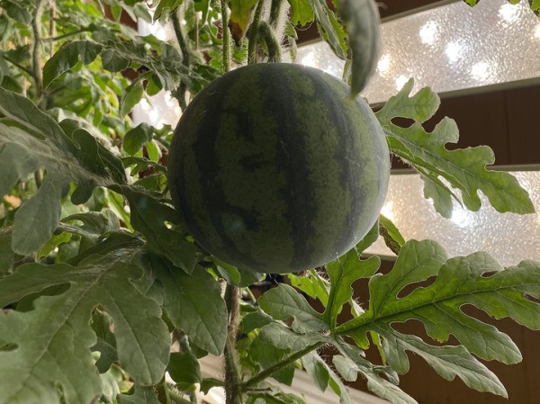 Александр Макаров объяснил, как на станции "Восток" в Антарктиде получилось вырастить арбузы