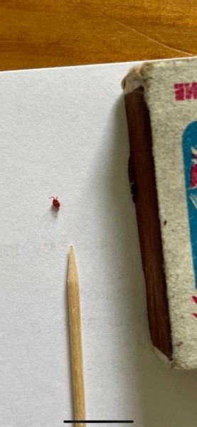 Щит Родины в красных клещах Щит Родины в красных клещах