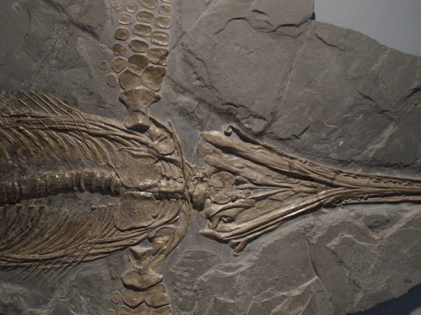 Необычная доисторическая находка в «Китайских Помпеях» перевернула представления ученых о динозаврах