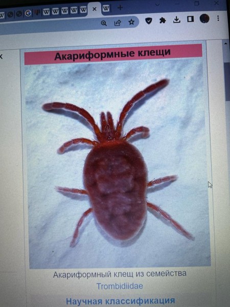 Щит Родины в красных клещах Щит Родины в красных клещах