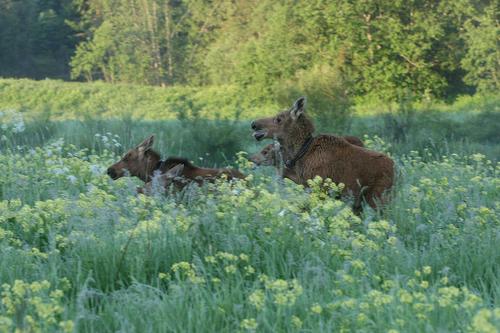 В Москве лось прогуливался около гаражей в районе Варшавской