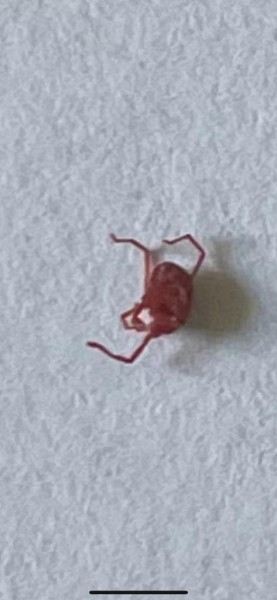 Щит Родины в красных клещах Щит Родины в красных клещах