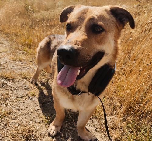 Как спасти своих питомцев от перегрева из-за палящей августовской жары Как спасти своих питомцев от перегрева из-за палящей августовской жары