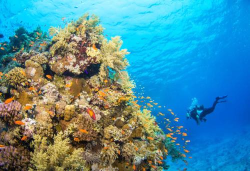 В Египте мама троих детей и ее сын, россияне, утонули на диком пляже В Египте мама троих детей и ее сын, россияне, утонули на диком пляже