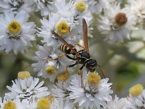 Жительница Саратова умерла после того, как проглотила осу