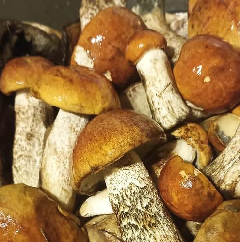 Ura.ru: эксперты не подтвердили причину смерти девочки из-за отравления грибами