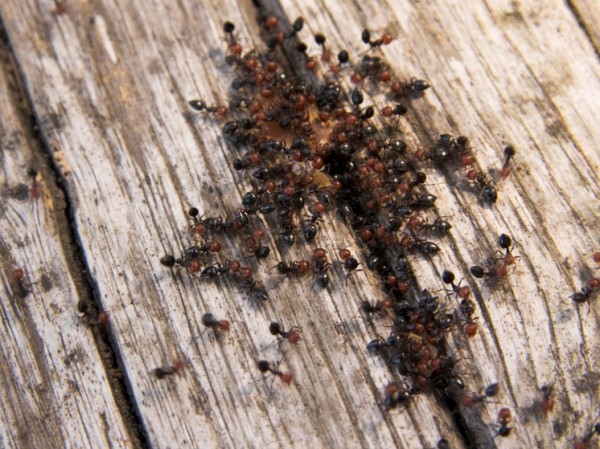 Европа столкнулась с вторжением опасных муравьев: поражают компьютеры и автомобили