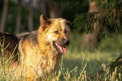 Собака бывает кусачей