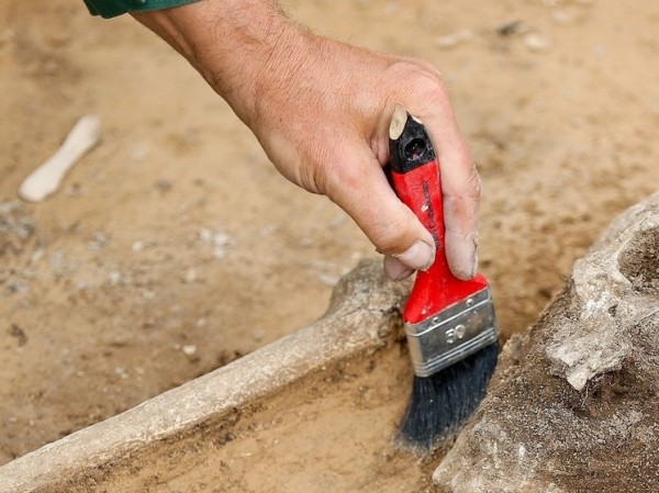 Доисторические предки человечества чуть не исчезли полностью из-за демографического коллапса
