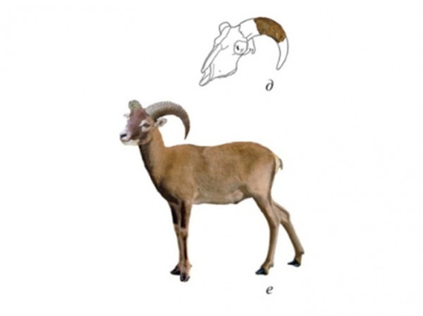 В пещере Таврида нашли стройную овцу