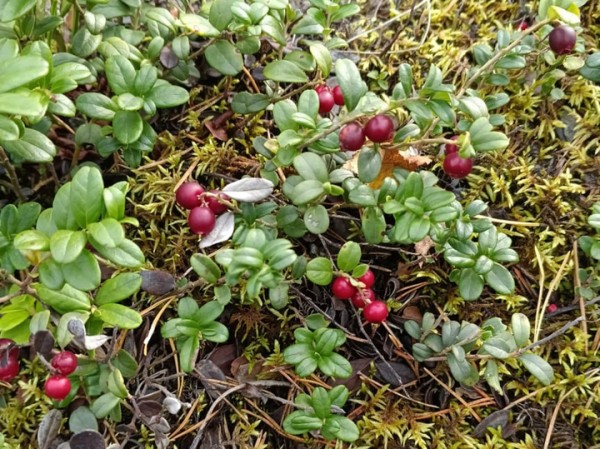 Российские ученые стали бурить деревья в поисках углеродного следа