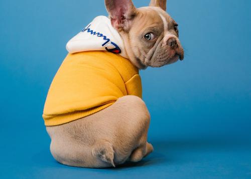 Пассажирам вернули деньги за билеты из-за пукающей в салоне самолета собачки Пассажирам вернули деньги за билеты из-за пукающей в салоне самолета собачки