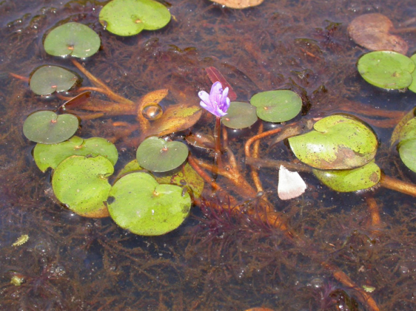 Ущерб от распространения чужеродных видов флоры и фауны оценили в миллиарды долларов