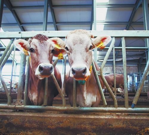 Академик РАН Салис Каракотов: При Горбачёве СССР получил стопудовый урожай