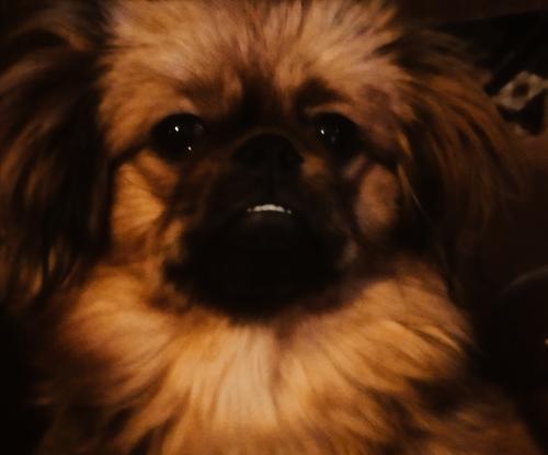 И зверьё, как братьев наших меньших, никогда не бил по голове: как общество борется с насилием над животными