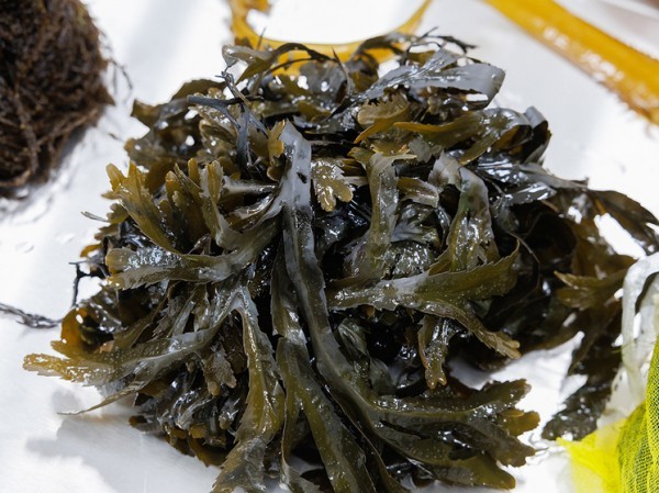 Зубной налет помог узнать особенности питания древних европейцев: ели водоросли