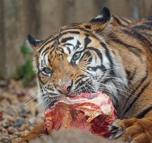 На российско-китайской границе тигр загрыз служебную собаку