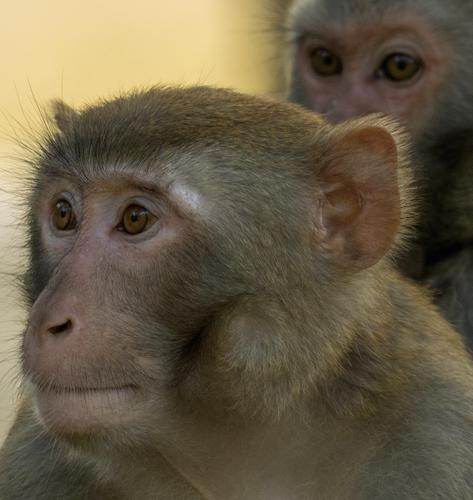 В Камбодже макака залезла в окно отеля и в кровать к британскому туристу В Камбодже макака залезла в окно отеля и в кровать к британскому туристу