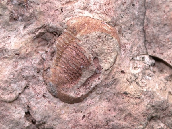 Изучение доисторических окаменелостей изменили представления о «подводных вампирах»: не были кровососами