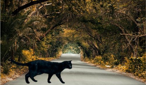 Откуда взялись приметы?