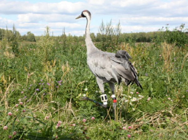 Журавли-одиночки из Подмосковья нашли место для зимовки в Израиле