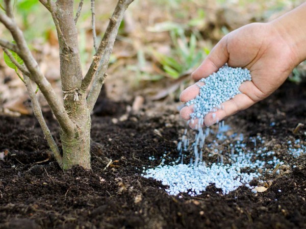 Запасы фосфора иссякают: геохимики прогнозируют глобальный голод через 80 лет